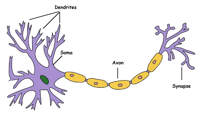 A biological neuron with its overly simplified parts names.